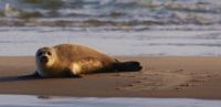Zeeland > Oosterschelde zeehond - Eastern Scheldt seal - Oosterschelde Seehund